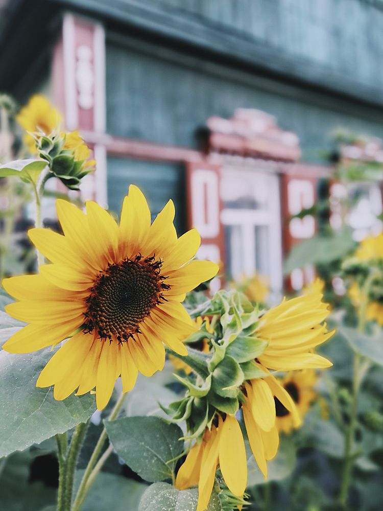 Photograph by Алена Полетаева