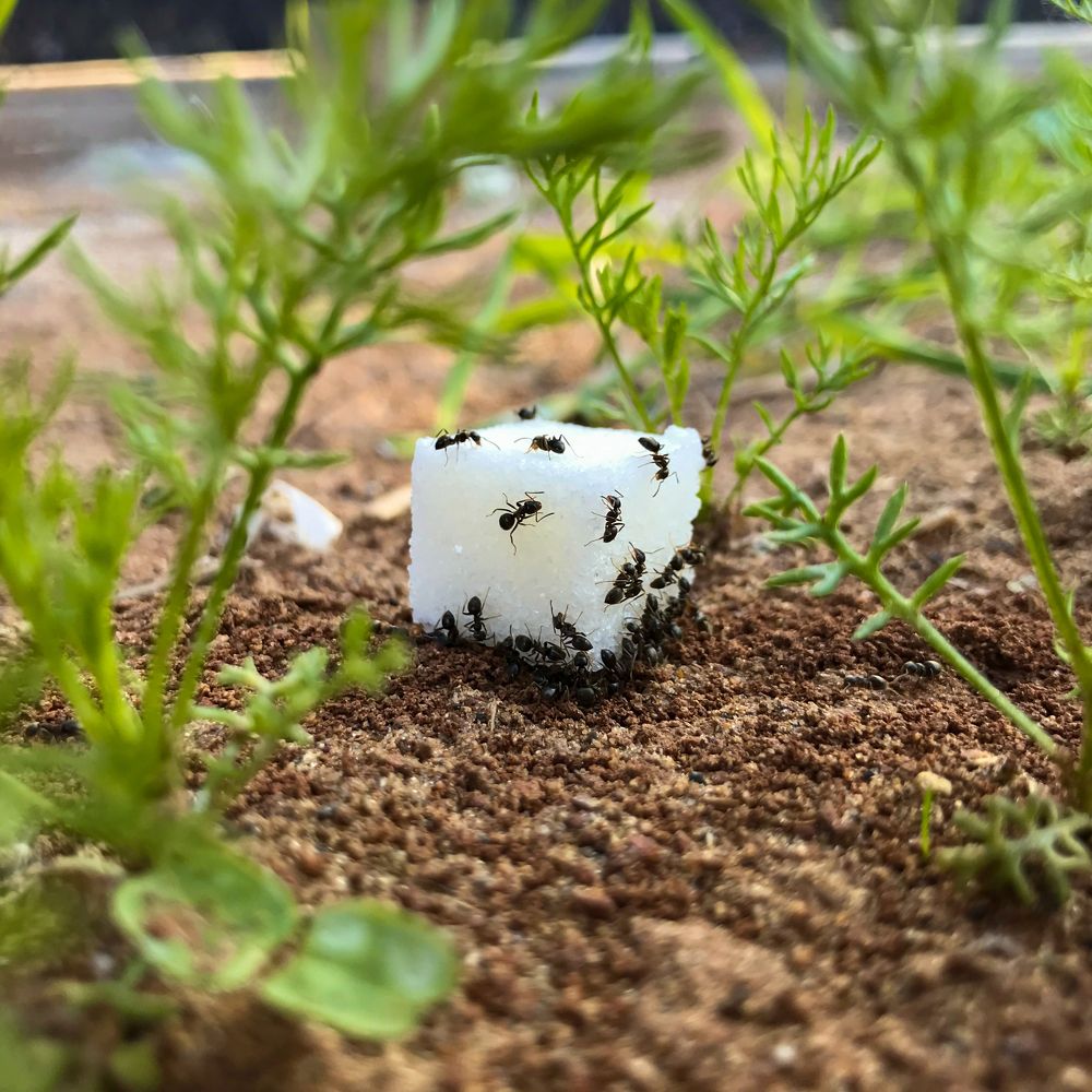 Ants & Sugar