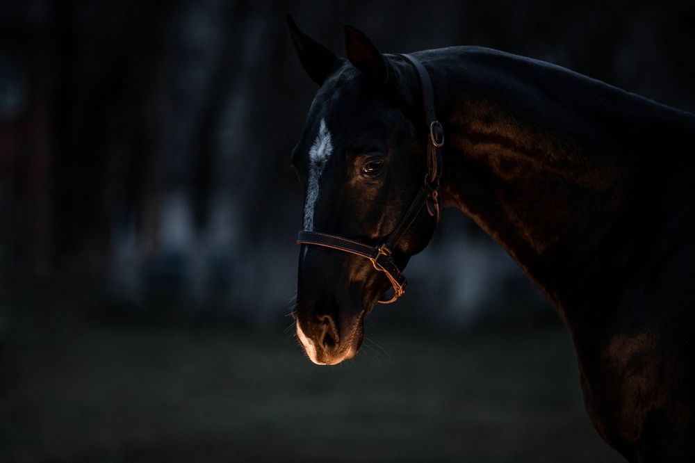 Photograph by Кристина Ксендзова