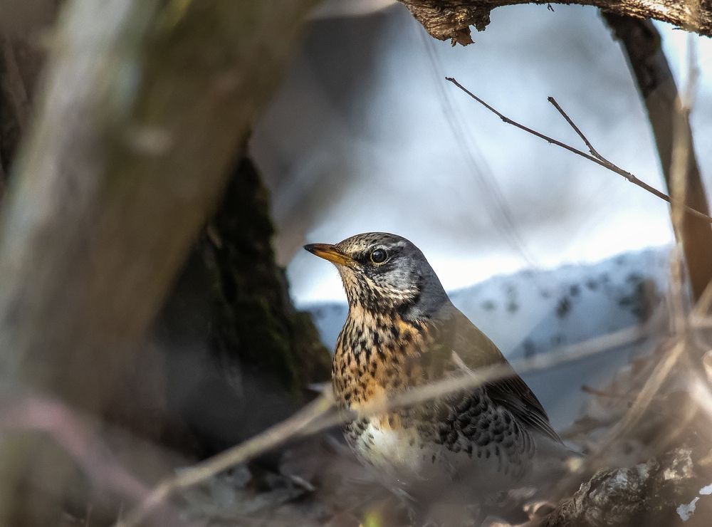 Photograph by олег кирюшкин