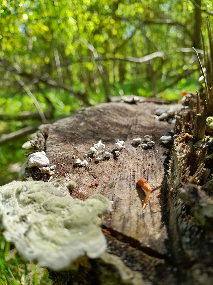 Photograph by Преснухина Екатерина