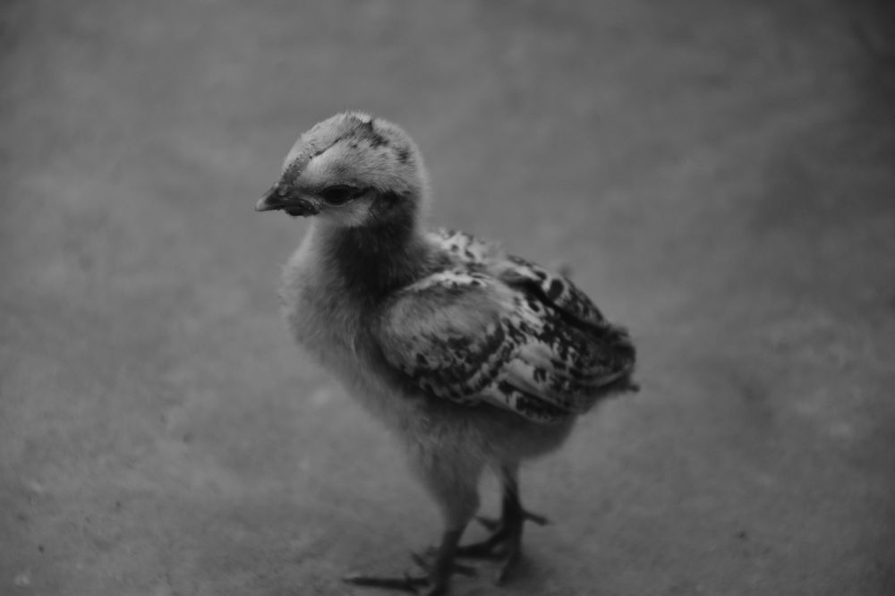 Photograph by Tasneem Kashem