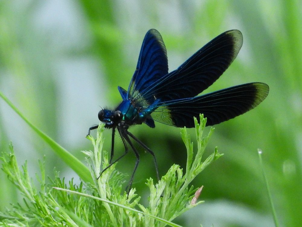 Фотография автора Совлан Рус