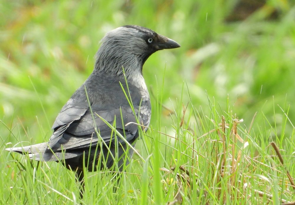 Фотография автора Совлан Рус