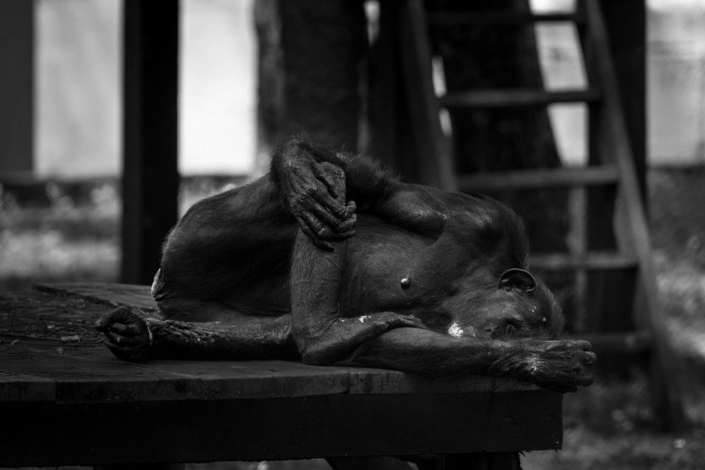 Linda, the chimpanzee.