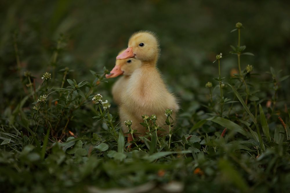 Photograph by Stefanie Hiebert