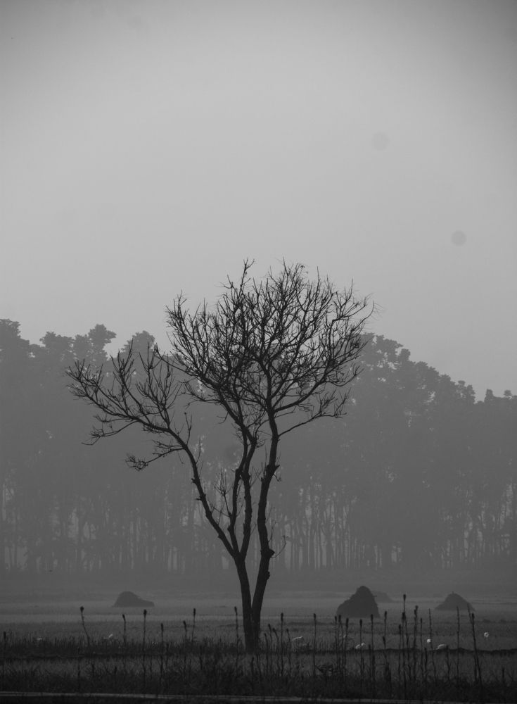 Фотография автора Akash Saha