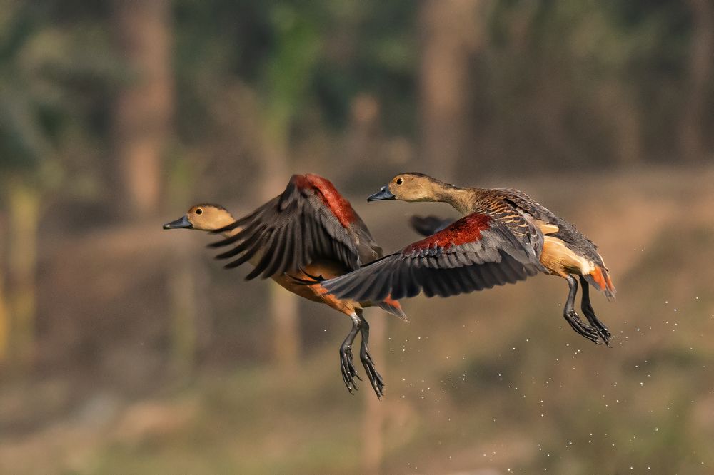 Photograph by saikat chanda