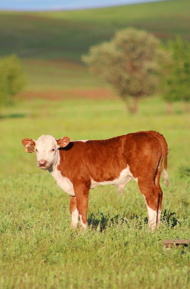 Photograph by Мария Мельникова