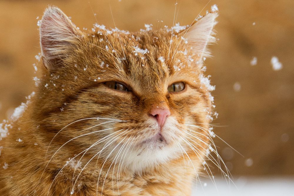 Photograph by Артем Клунко