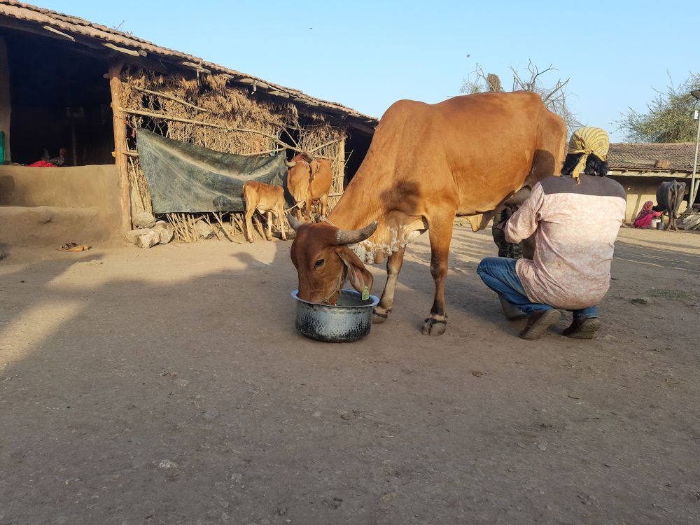 Фотография автора Manish Bhavsar