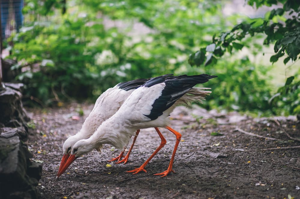Photograph by Антонина Вишневская