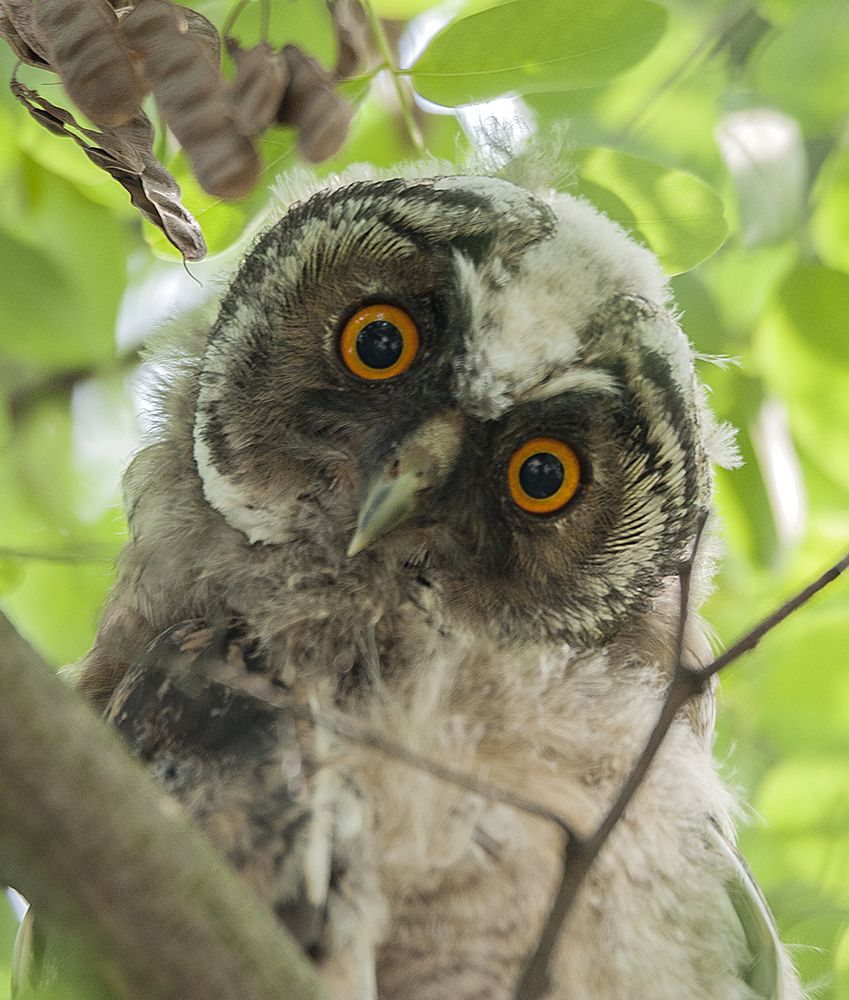 Птенец Ушастой совы