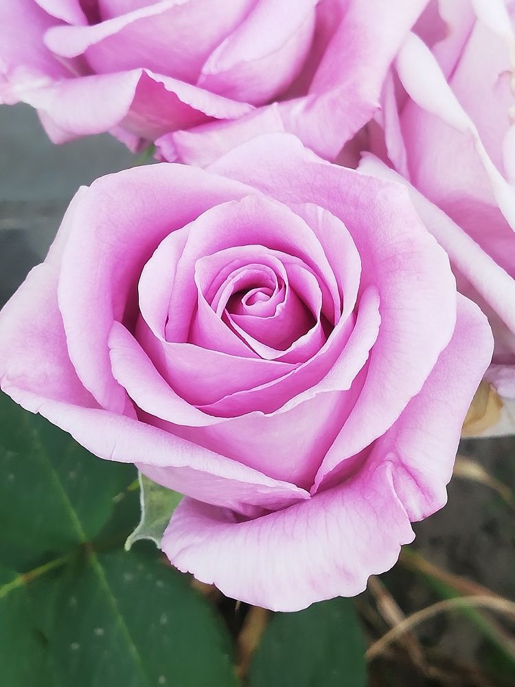 Photograph by Наталья S.