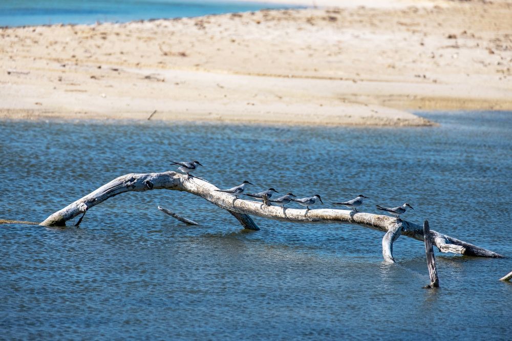 Photograph by Михаил Серебренников