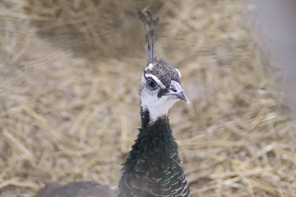 Фотография автора Веста Ягужинская