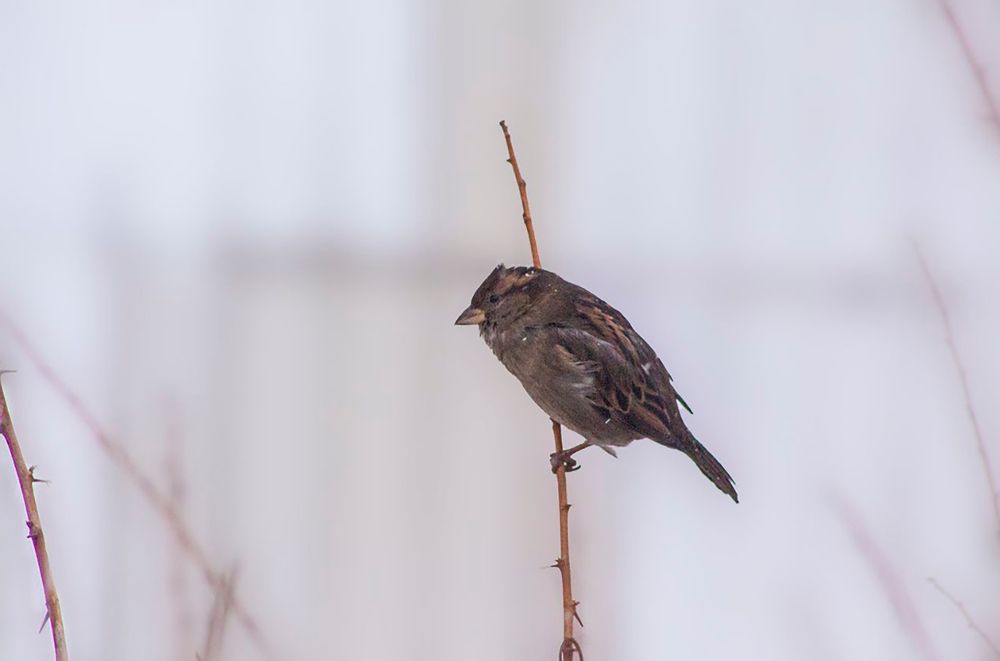 Фотография автора Дмитрий Нефёдов
