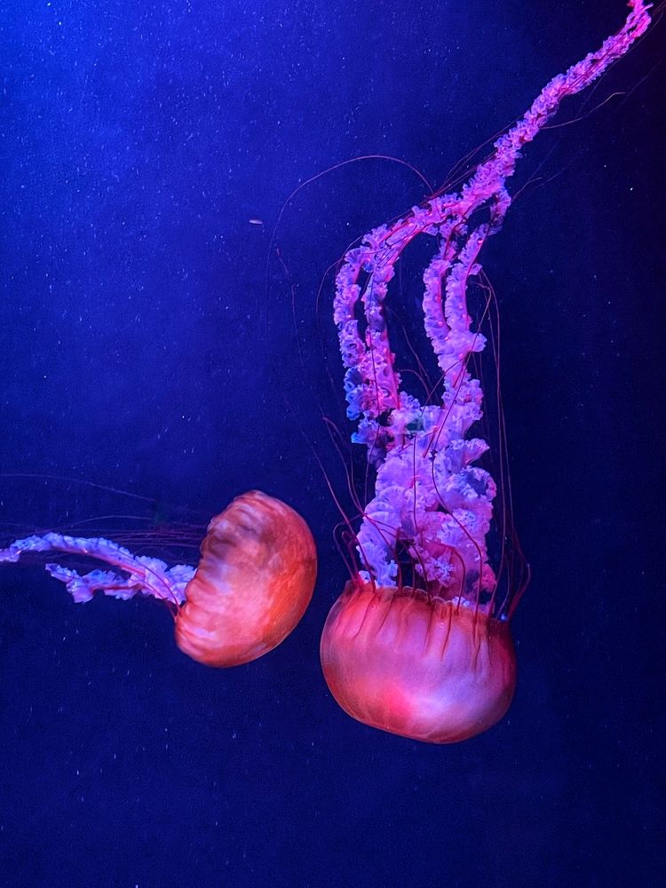 Photograph by Oxana Rovitskaya