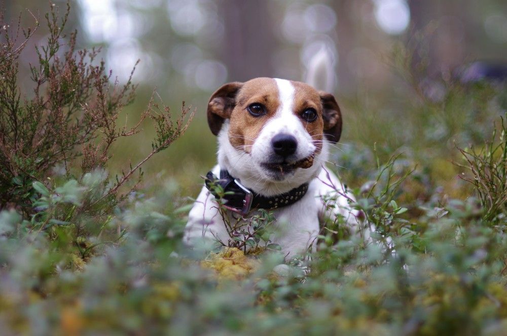 Photograph by Andrei Baburin