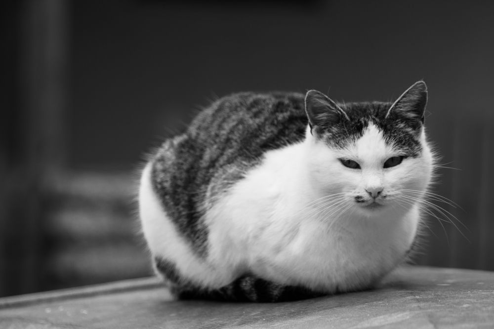 Photograph by Fahrudin Seferagić