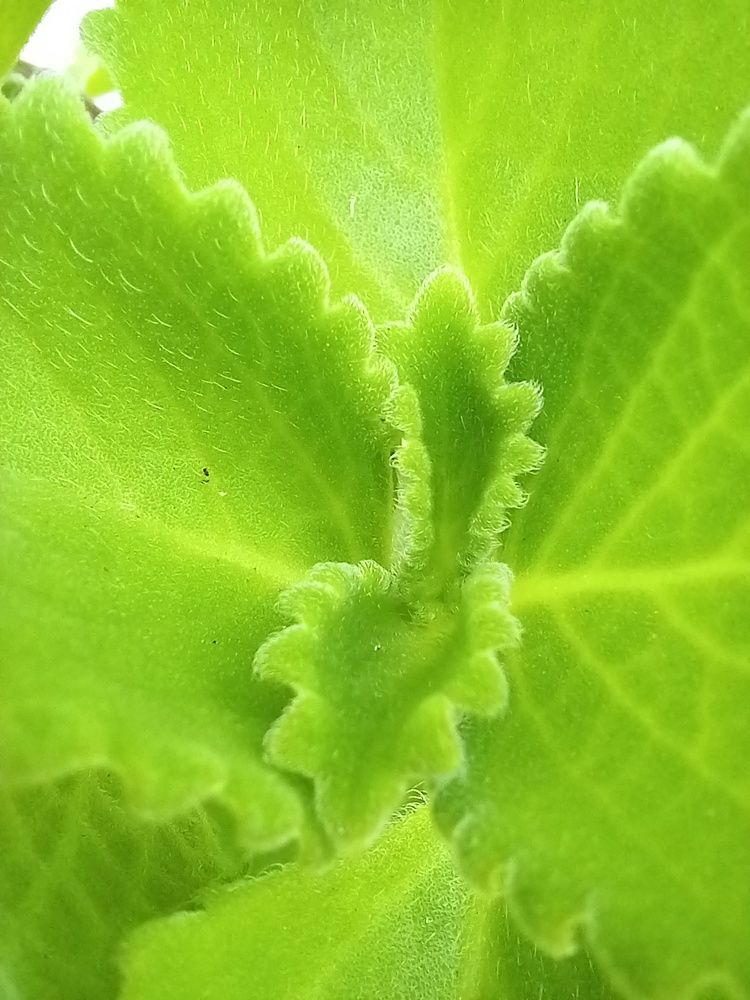 Фотография автора Orlando Silvio Silvera Hernández