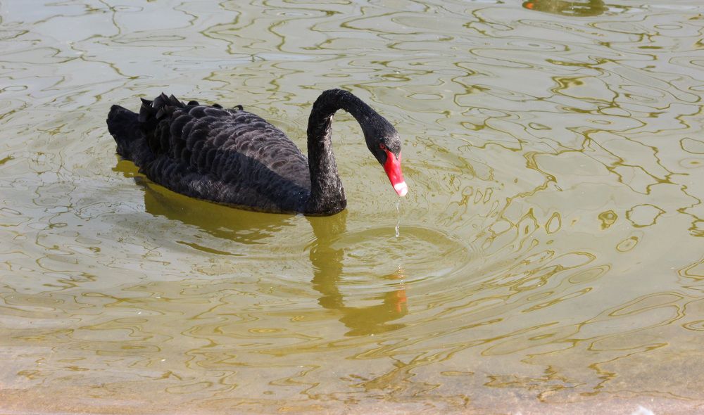 Photograph by Manish (Valmie) Joshi