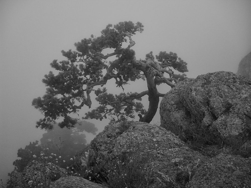 Photograph by Вера Петри