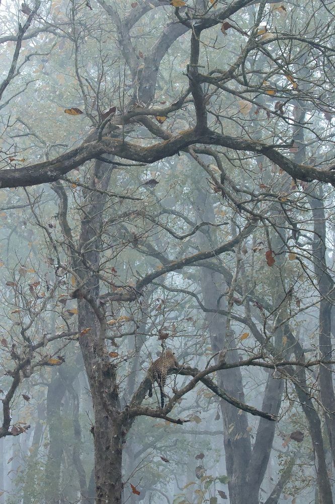 Photograph by Indu Suresh