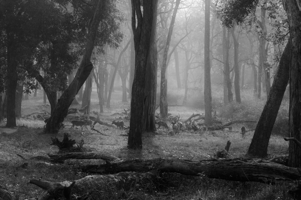 Photograph by Indu Suresh