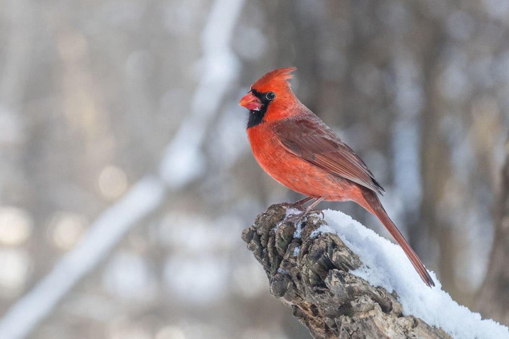 Красный кардинал. Самец.