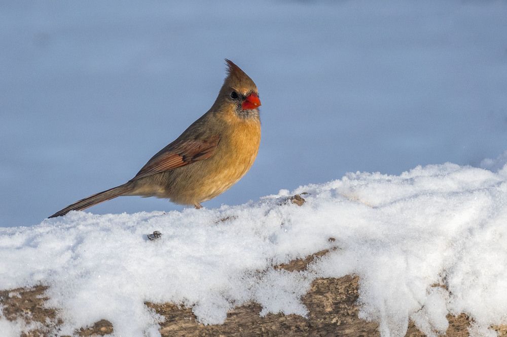 Красный кардинал. Самка.