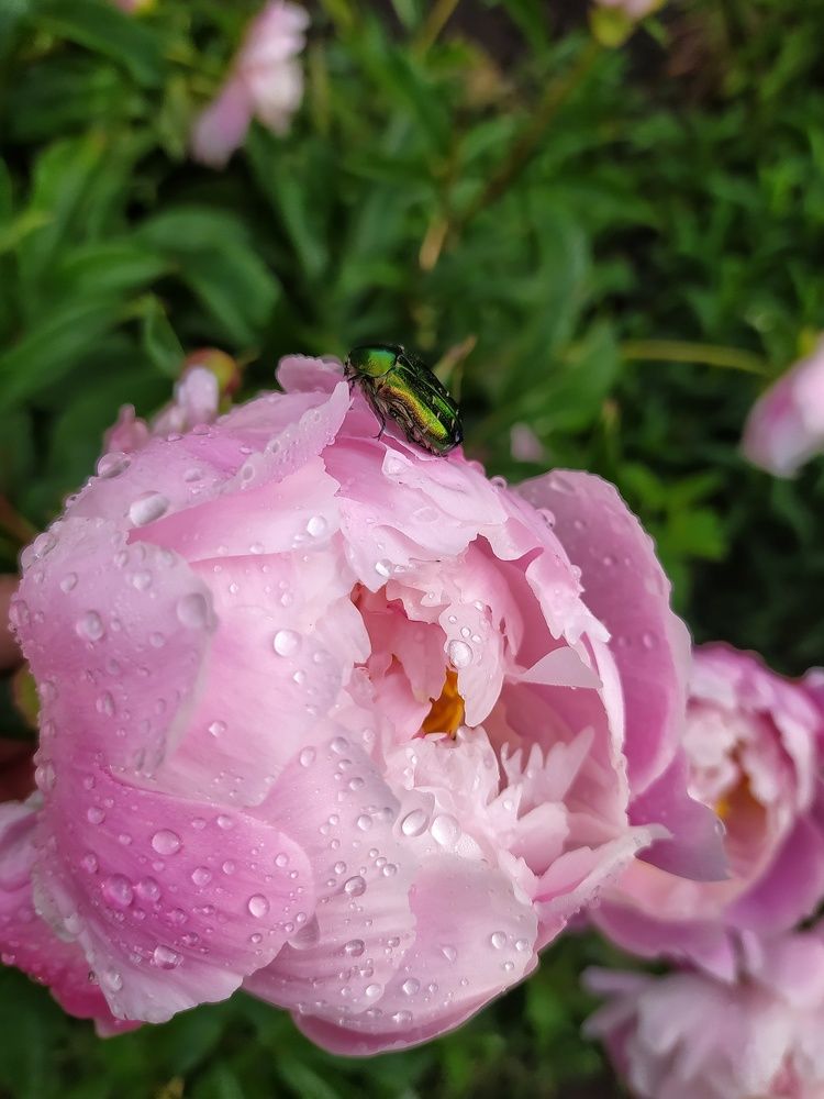 Пион,умытый дождём...