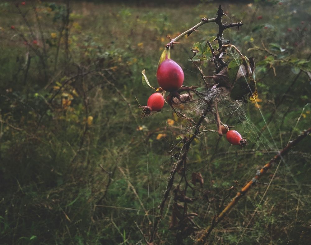 Photograph by артём мякинник