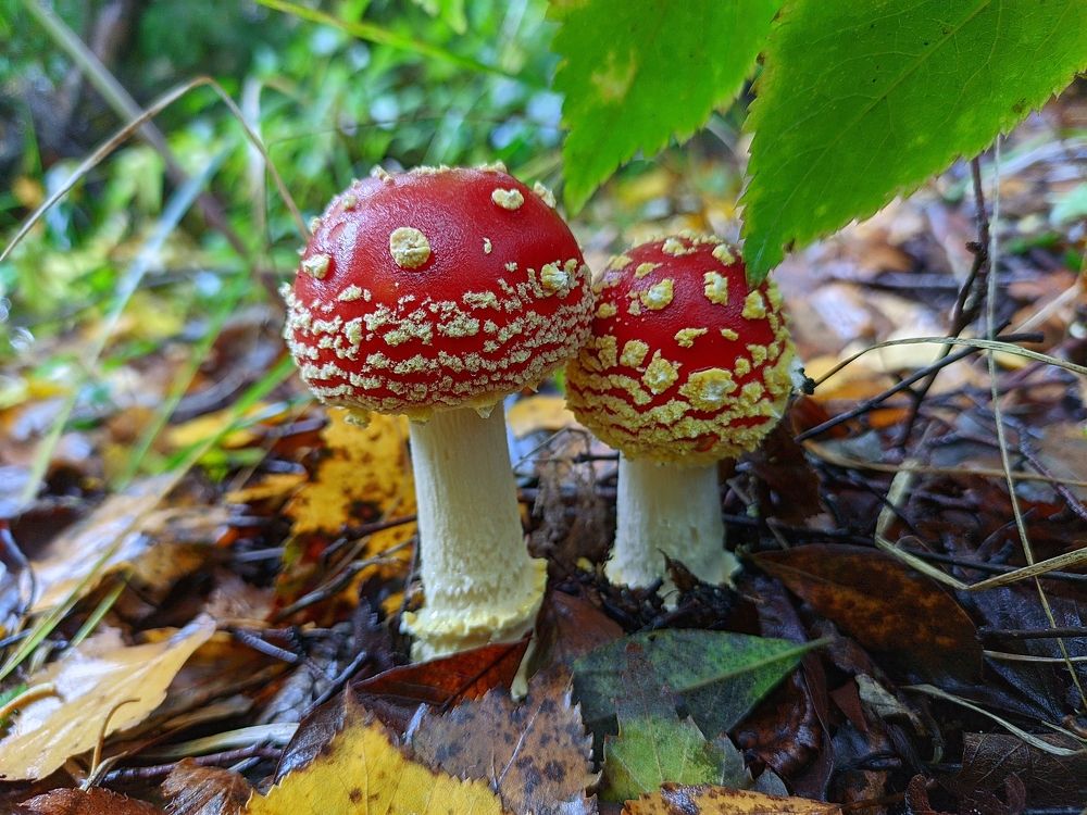 Photograph by Александр П