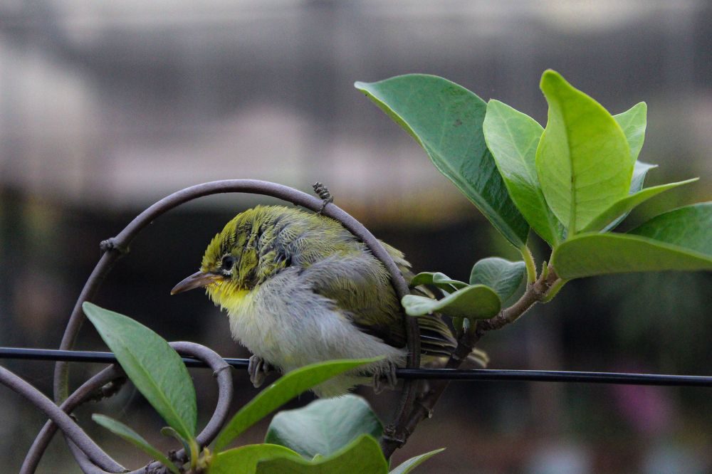 Photograph by Thị Trung Anh Do