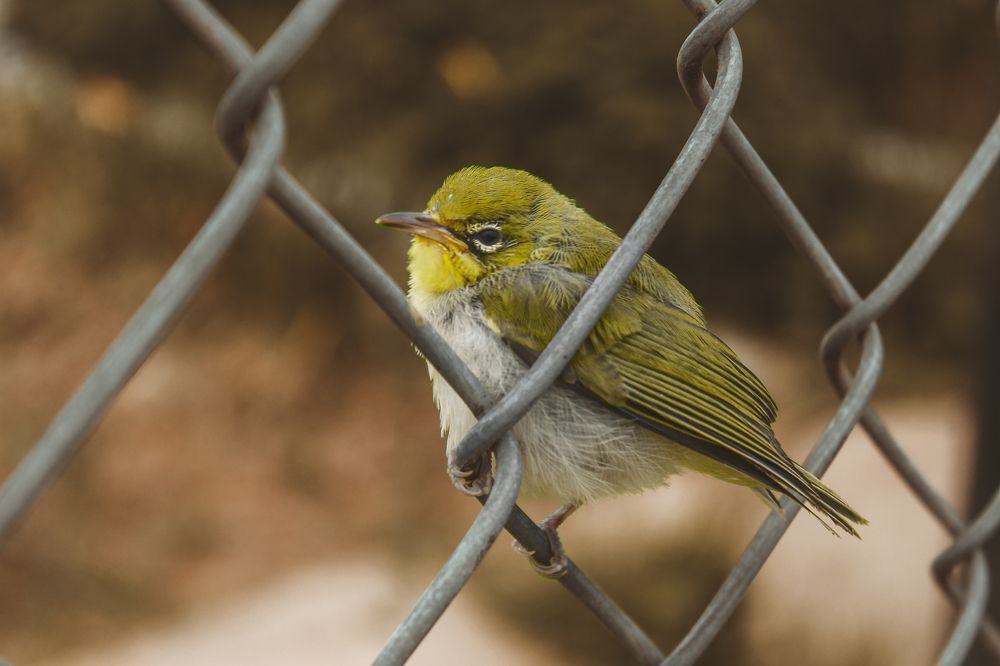 Photograph by Thị Trung Anh Do