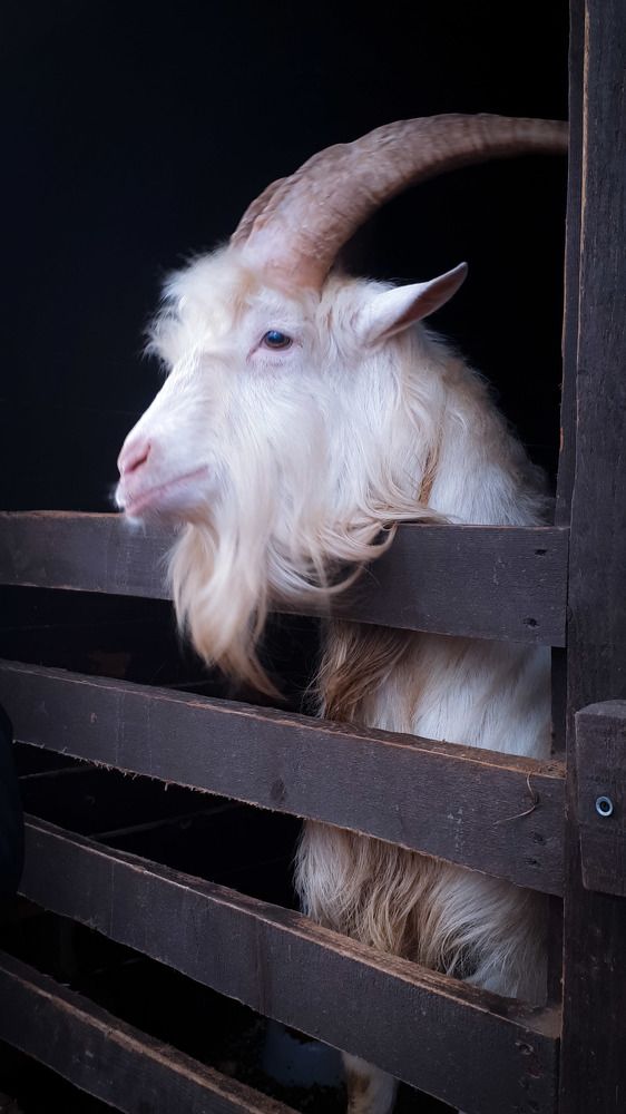 Фотография автора Inna Evseeva