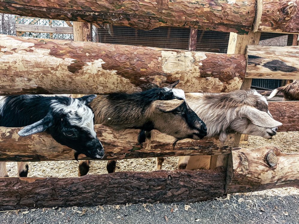 Photograph by Светлана Шиляева