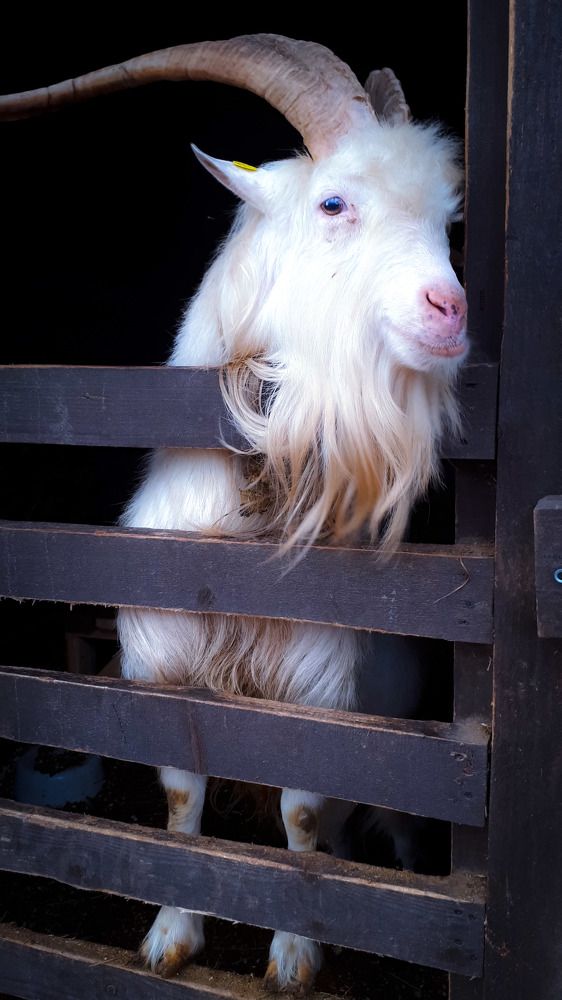 Фотография автора Inna Evseeva