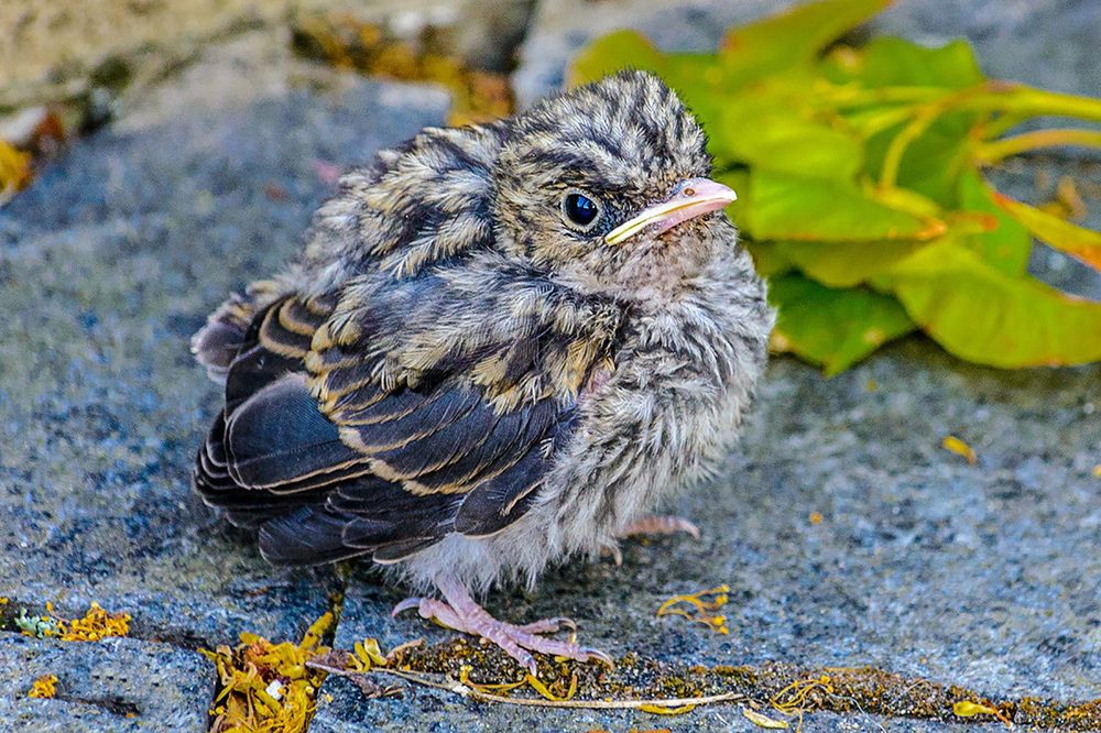 Photograph by Леонид Соболев