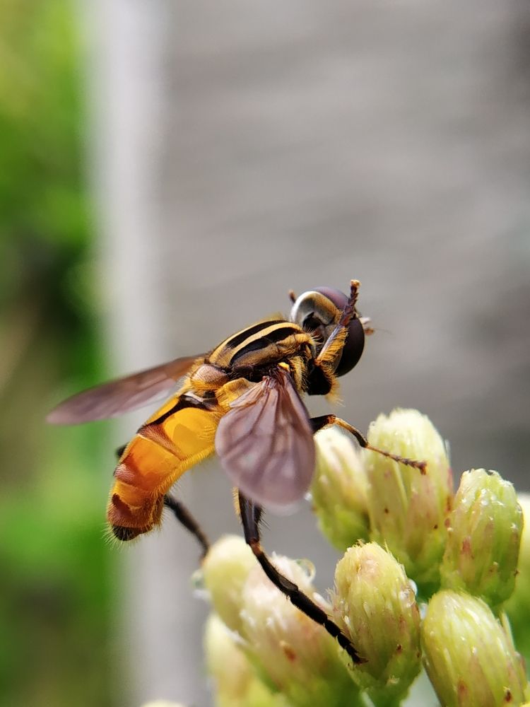 Fly