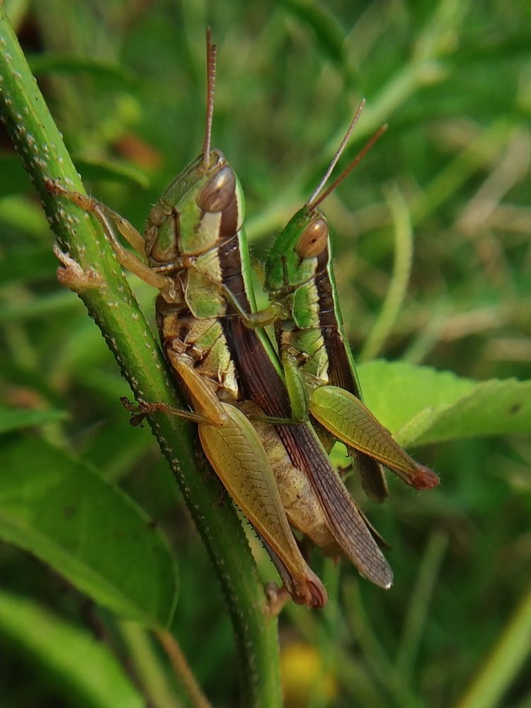 Mating beauty is Love