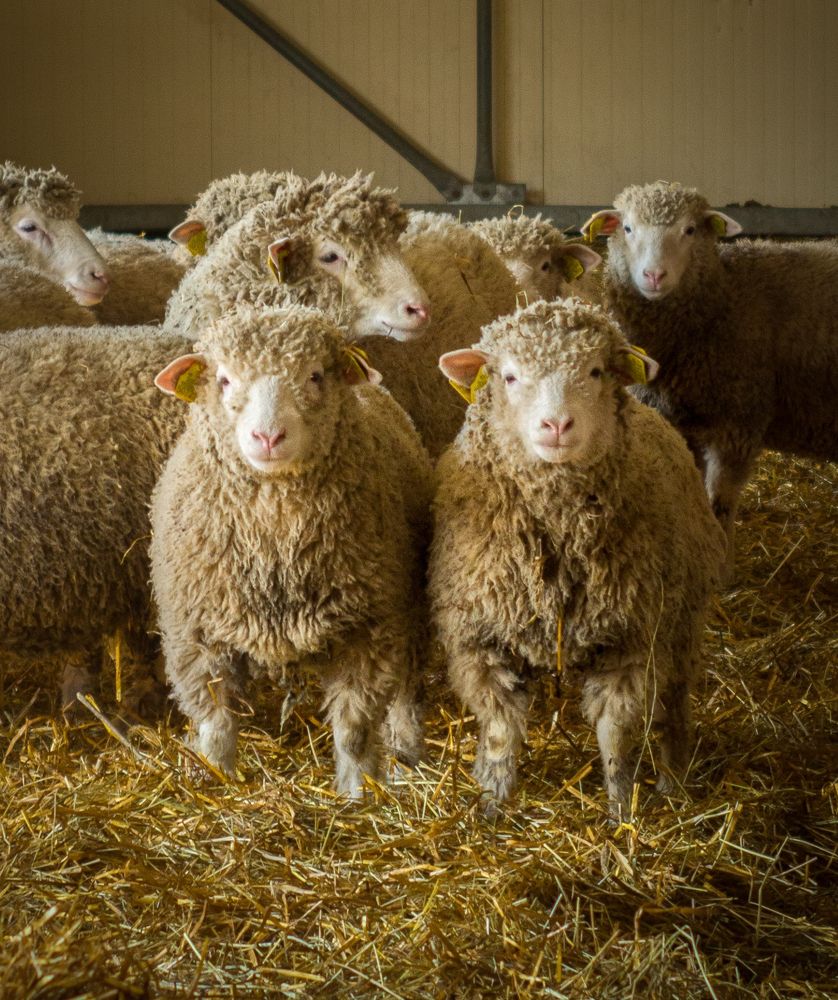 Photograph by Ольга Еженевская