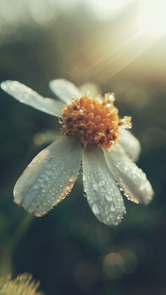 Photograph by NGUYỄN LIÊN