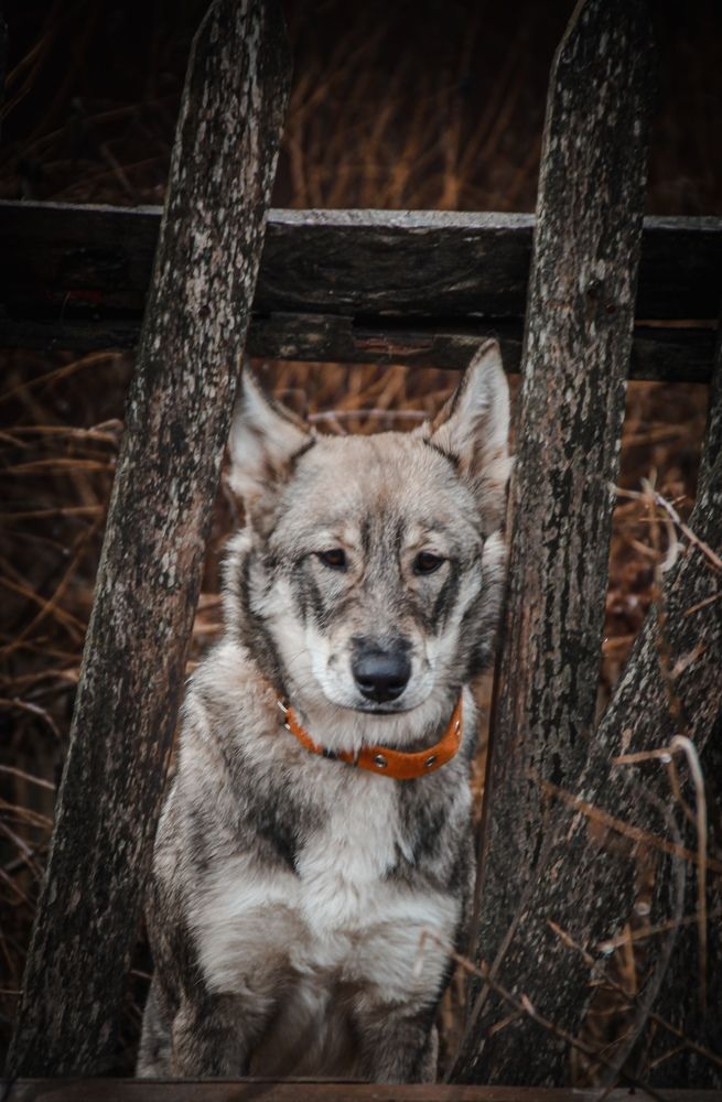 Фотография автора OXANA MARSOVA