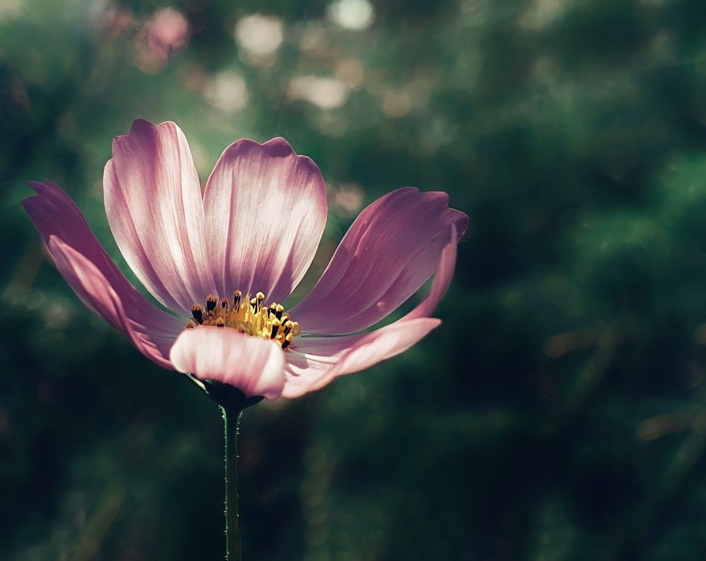 Photograph by NGUYỄN LIÊN