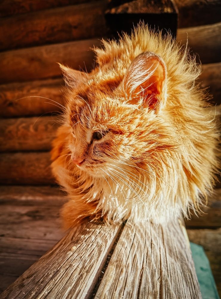 Фотография автора OXANA MARSOVA