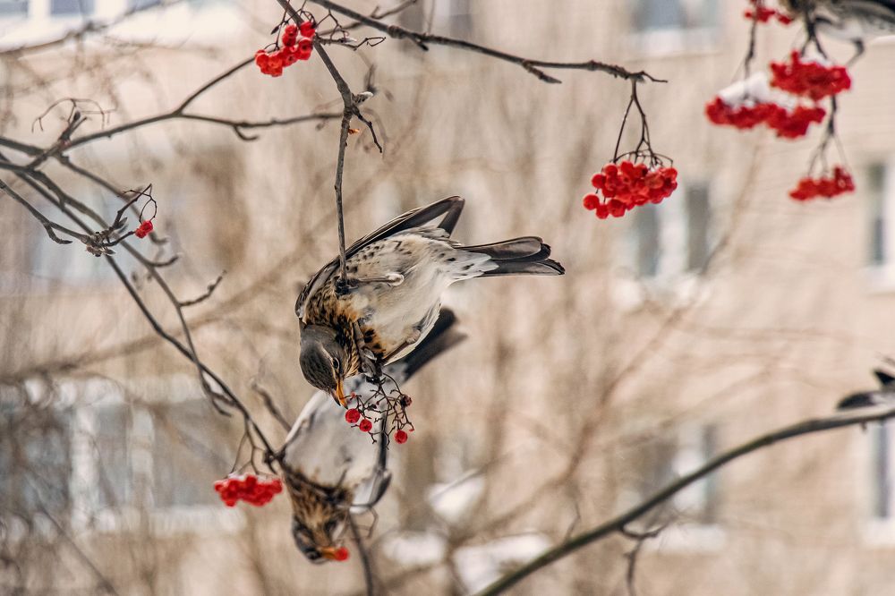 Фотография автора Светлана Разумовская