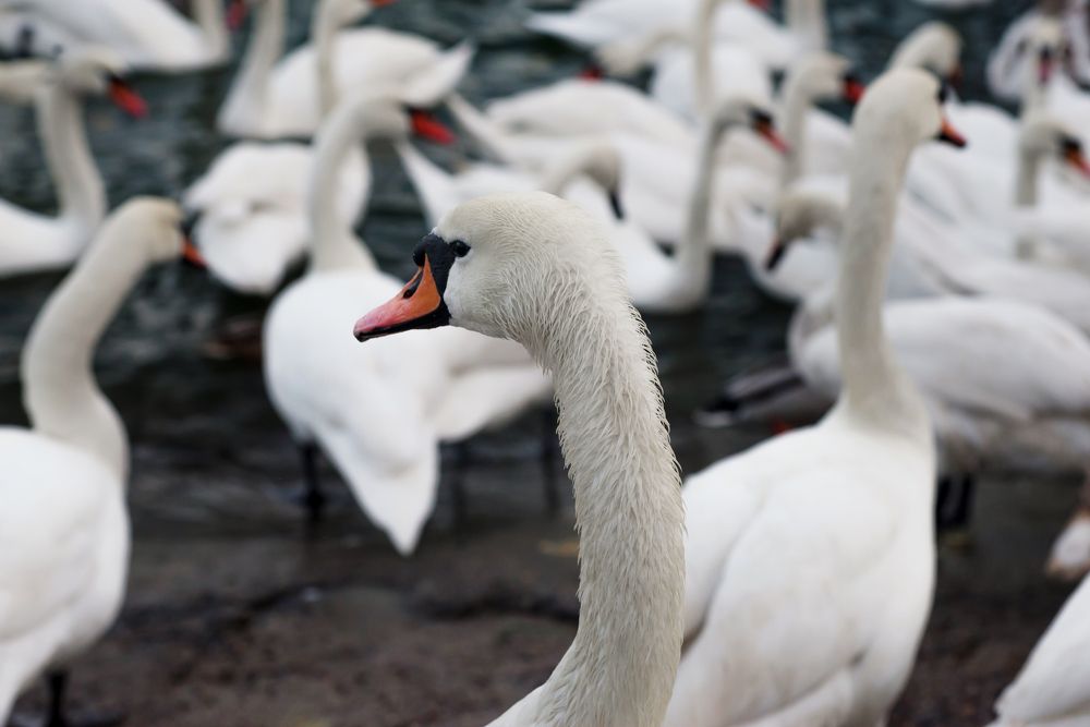 Photograph by Ангела Честнова