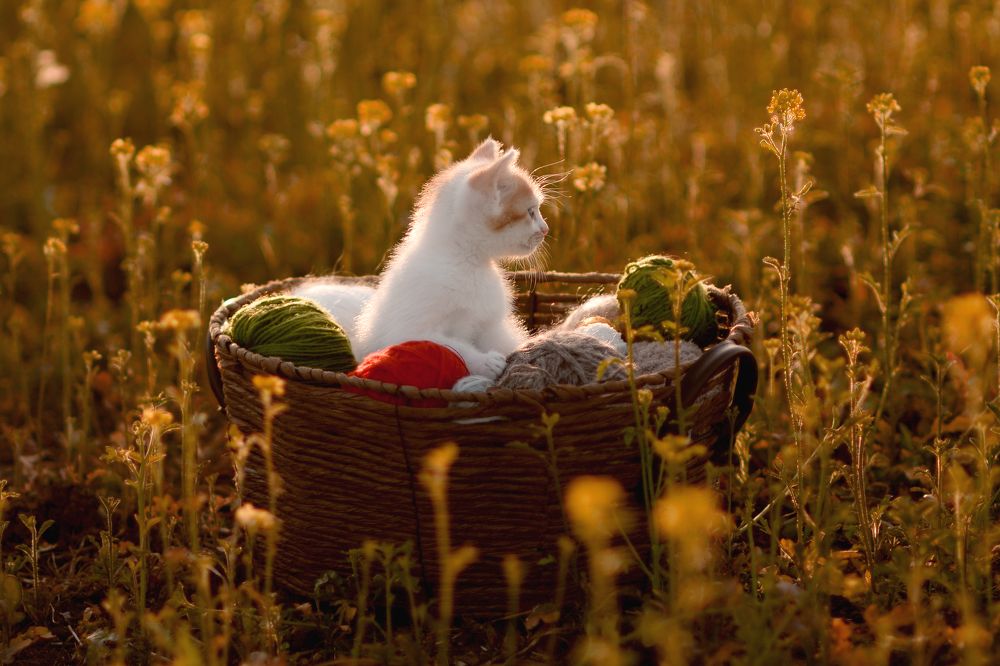 Photograph by Надежда Кураж